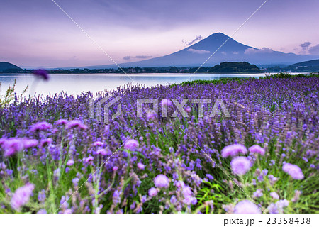 河口湖　大石公園のラベンダーと富士山 23358438