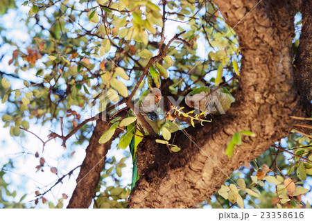 Parrots on the tree in Ciutadella Park, Barcelona 23358616