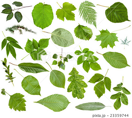 various green leaves isolated on white various green leaves isolated on white 23359744
