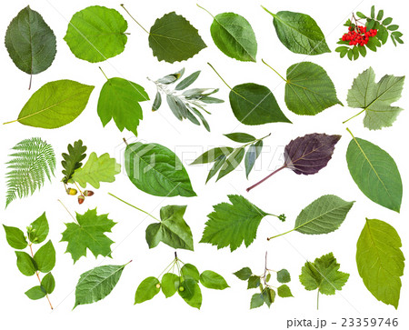 collection of green leaves isolated on white 23359746