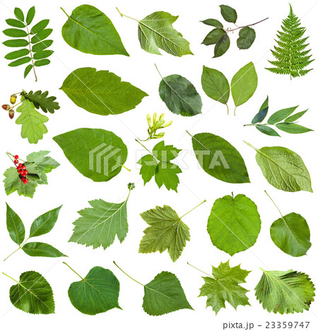 different green leaves isolated on white 23359747