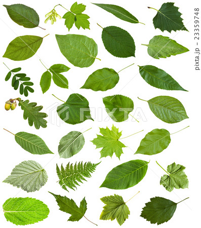 many fresh green leaves isolated on white 23359748