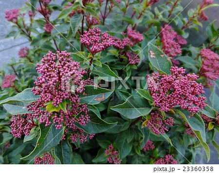 ビバーナム 西洋ガマズミのツボミ ビバーナム 西洋ガマズミのツボミ 23360358