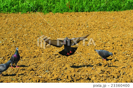 荒川土手のカワラバト（ドバト） 23360400