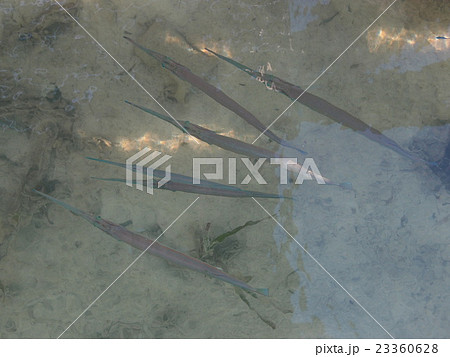 パラオ・カープ島の桟橋で見付けたダツの群れ パラオ・カープ島の桟橋で見付けたダツの群れ 23360628