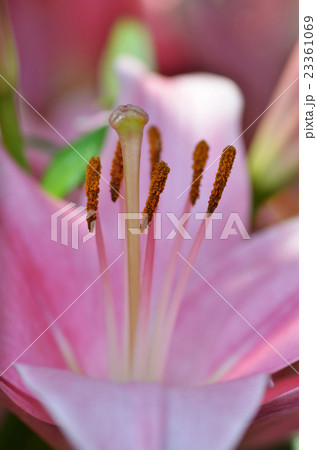 Beautiful lily growing in garden 23361069