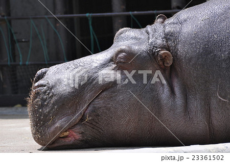 カバの昼寝 23361502