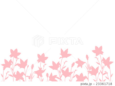 キキョウの背景イラスト 白背景 ピンク のイラスト素材