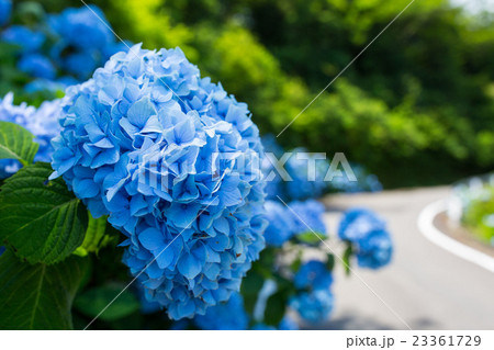 高原の紫陽花 23361729