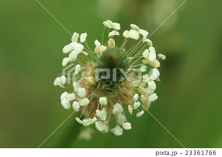 自然 植物 ヘラオオバコ 夏 道ばたでひょろ長い茎の先に小さい花をたくさんつけた姿を見かけますの写真素材