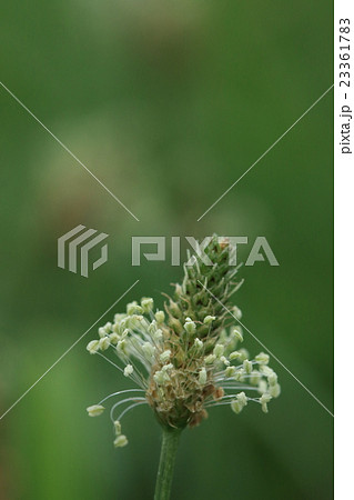 自然 植物 ヘラオオバコ、江戸時代に渡来したベテランの帰化植物だそうです 自然 植物 ヘラオオバコ、江戸時代に渡来したベテランの帰化植物だそうです 23361783