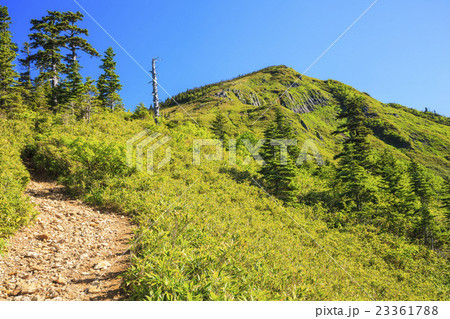 初夏の岩菅山　長野県　山ノ内町 23361788
