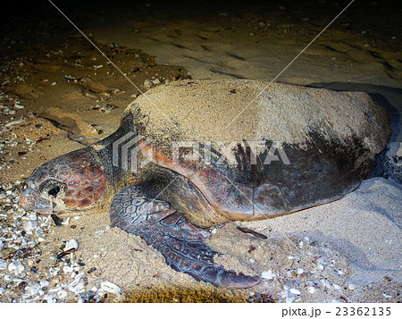 ウミガメの産卵 ウミガメの産卵 23362135