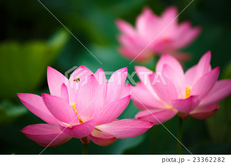 花蓮 花蓮 23362282