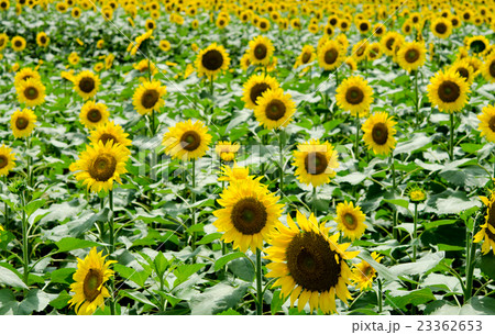 ひまわり畑 ひまわり畑 23362653