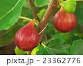 無花果 23362776