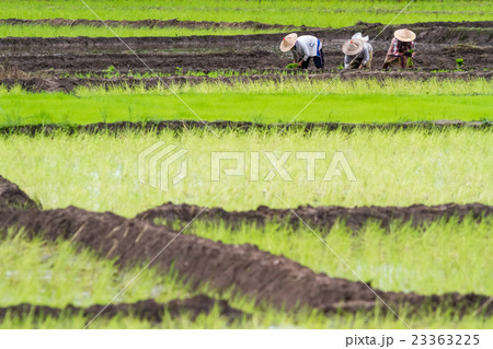 the rice fields the rice fields 23363225