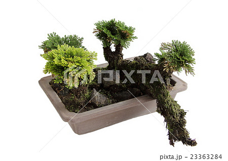 イワヒバ 23363284