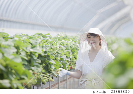 いちご農家の女性 23363339