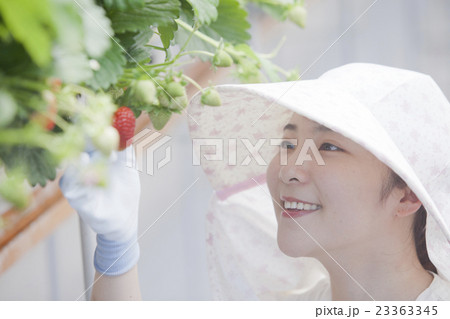 いちご農家の女性 23363345