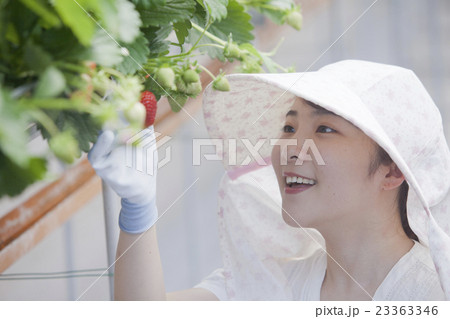 いちご農家の女性 いちご農家の女性 23363346