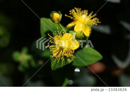 ヒペリカム ヒペリカム 23363626