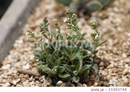 クラッスラ/クーペリー クラッスラ/クーペリー 23363749