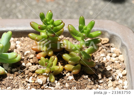 セダム/虹の玉 セダム/虹の玉 23363750