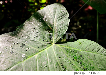 ハワイの休日 23363889