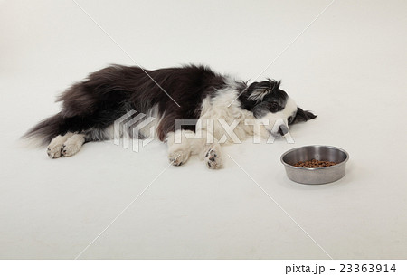 食欲がない犬 元気がない高齢犬の寝ている姿 白バックの写真素材