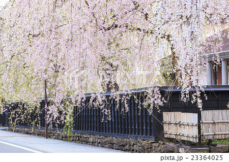 角館のシダレザクラ 秋田県仙北市 角館のシダレザクラ 秋田県仙北市 23364025