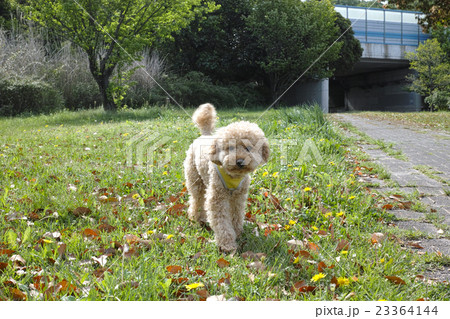 春の公園で散歩 春の公園で散歩 23364144
