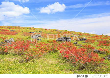 霧ヶ峰高原のレンゲツツジ 長野県諏訪市の写真素材