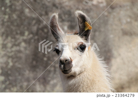 白いリャマ 23364279