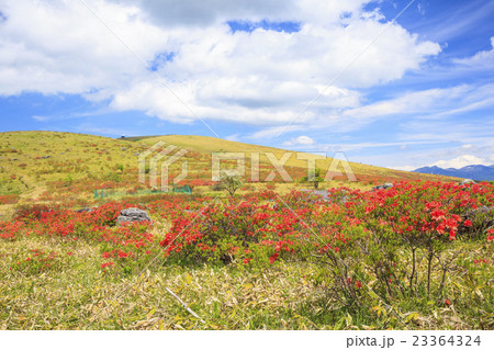 霧ヶ峰高原のレンゲツツジと車山 長野県諏訪市の写真素材