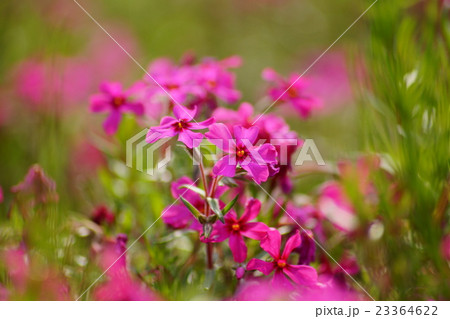 真紅の芝桜 真紅の芝桜 23364622
