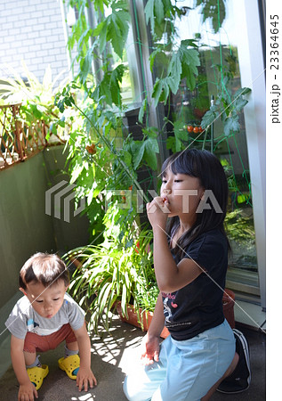 家庭菜園 家庭菜園 23364645