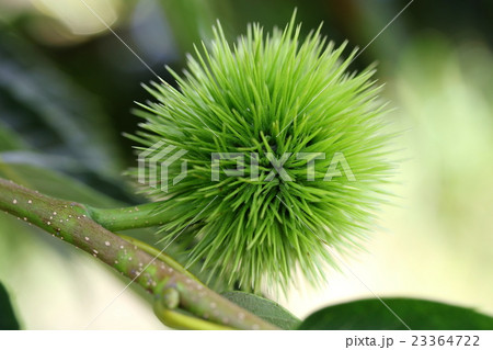 若いイガグリ 23364722