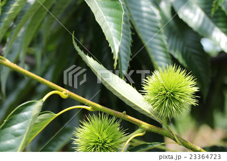 若いイガグリ 23364723