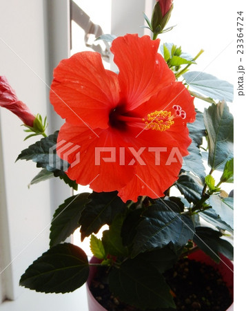 赤いハイビスカス 23364724