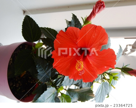 赤いハイビスカス 23364725