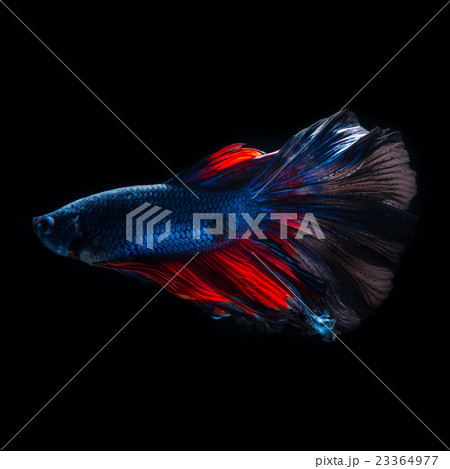 Red-blue bettas 23364977