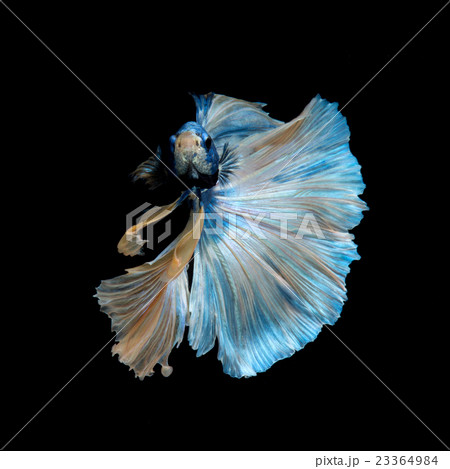 blue betta 23364984