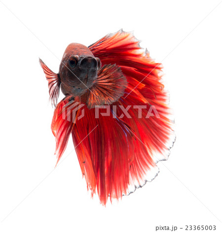 Red betta fish on white background 23365003