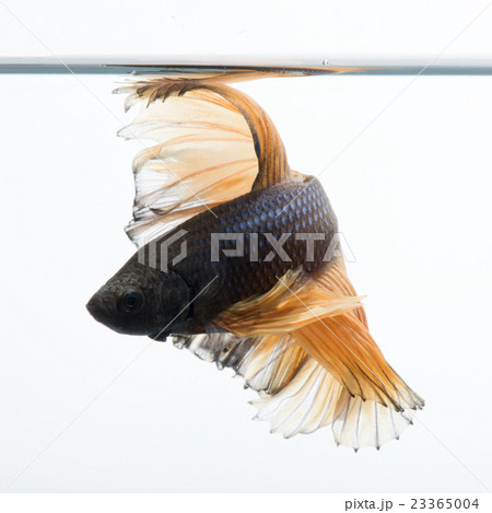 yellow betta 23365004