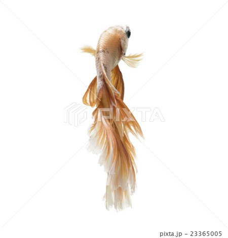 Betta fish on white background Betta fish on white background 23365005