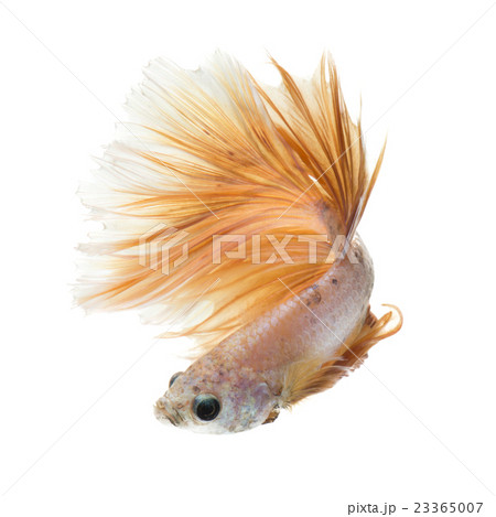 Betta fish on white background 23365007