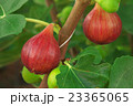 いちじく 23365065