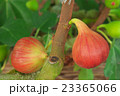 無花果 23365066