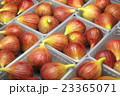 いちじく 23365071